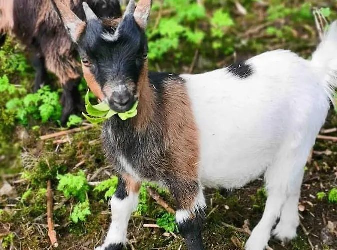 Cozy In A Barn With Farm View Dublin