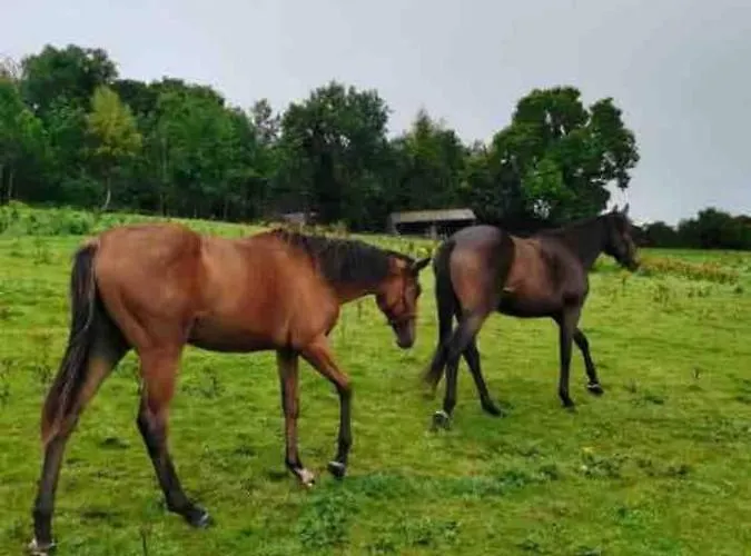 Cozy In A Barn With Farm View Dublin