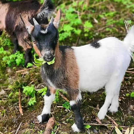 Cozy In A Barn With Farm View Dublin