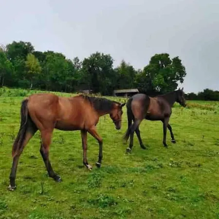 Cozy In A Barn With Farm View Dublin